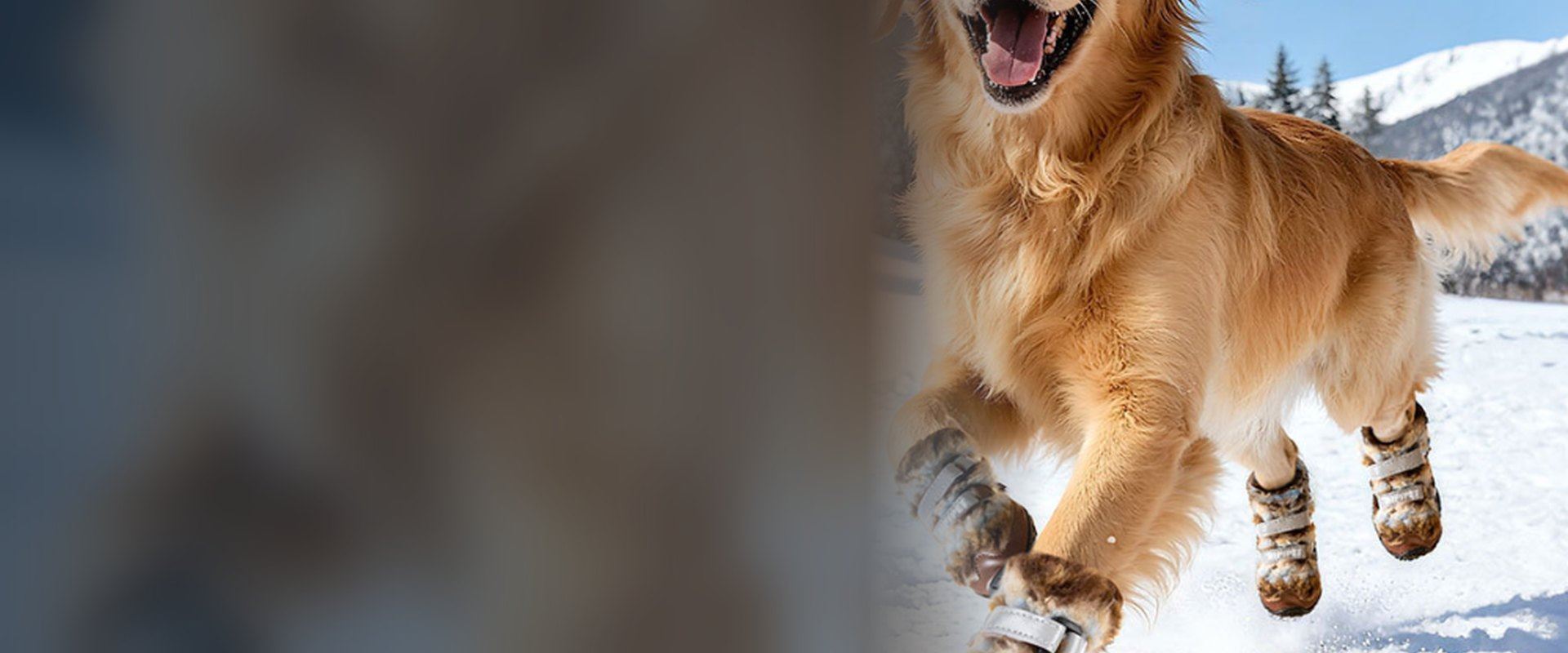 Golden retriever running through snow in faux-fur dog snow boots, model XC13