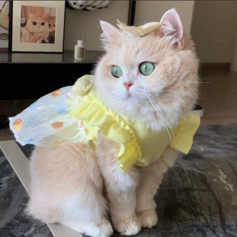 XC-6 Ice-Silk Tulle Dress for Cats & Dogs