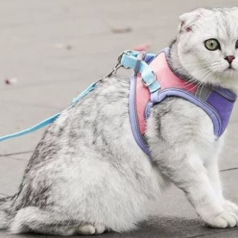 XC003 Reflective Cat Harness & Leash Set on a pet