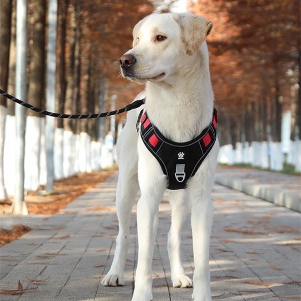 XC005 Padded Dog Harness with Handle & Leash on a pet