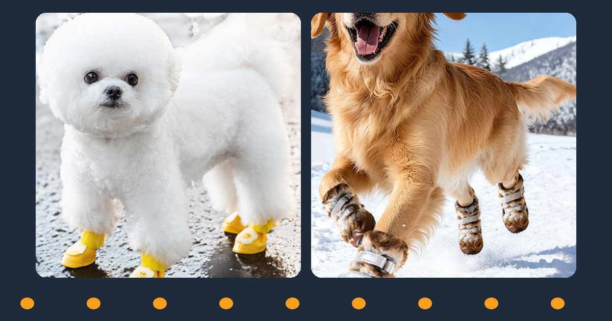 Small white dog walking on a wet street in waterproof dog boots